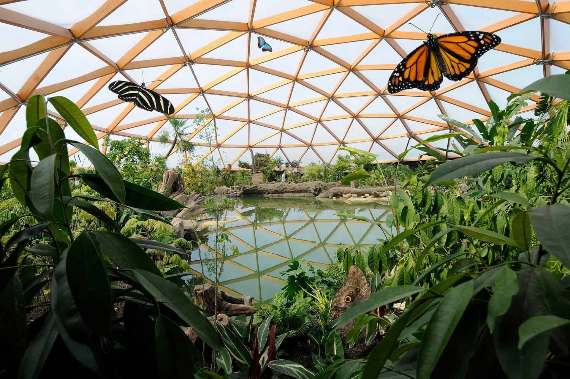 Houten frame van koepel met water, veel natuur en vlinders